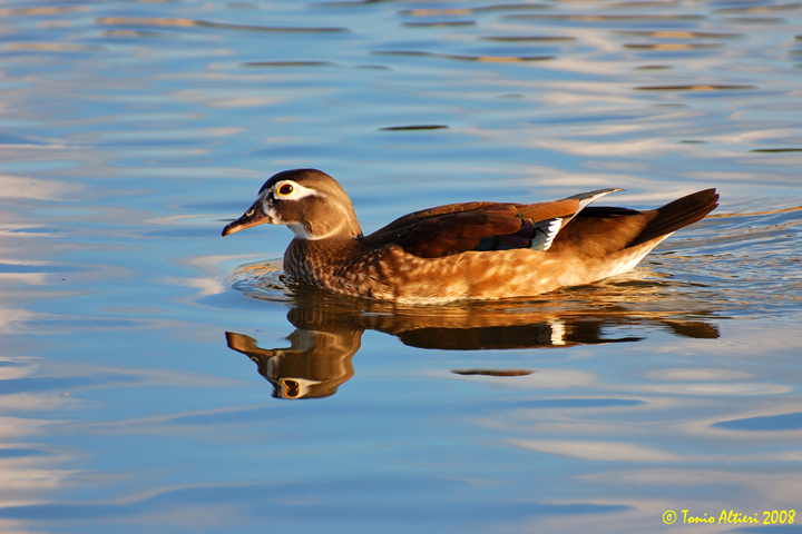 Alzavola anellata